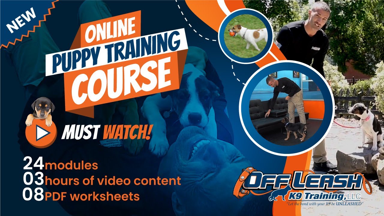 Online Puppy Training Course First Week Puppy Training Must See online-puppy-training-course-first-week-puppy-training-must-see