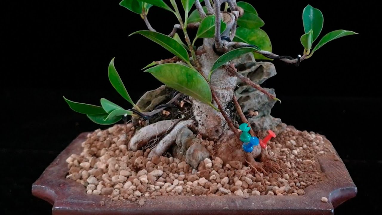 Injertos de raíz en bonsai para reparar nebari