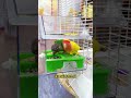 “OMG My Parrot Said WHAT?! 😱😂”“You Won’t Believe This Cute Parrot’s Reaction! 🐦💛”“My Parrot’s Funn