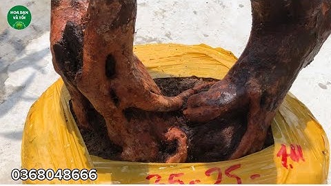 Hoa sim tím bệ đẹp & hoa mua rừng