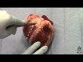 Sheep's Heart Dissection