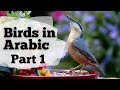 Birds In Arabic Part 1