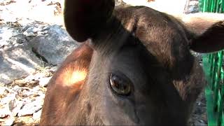 Zoo Split Croatia