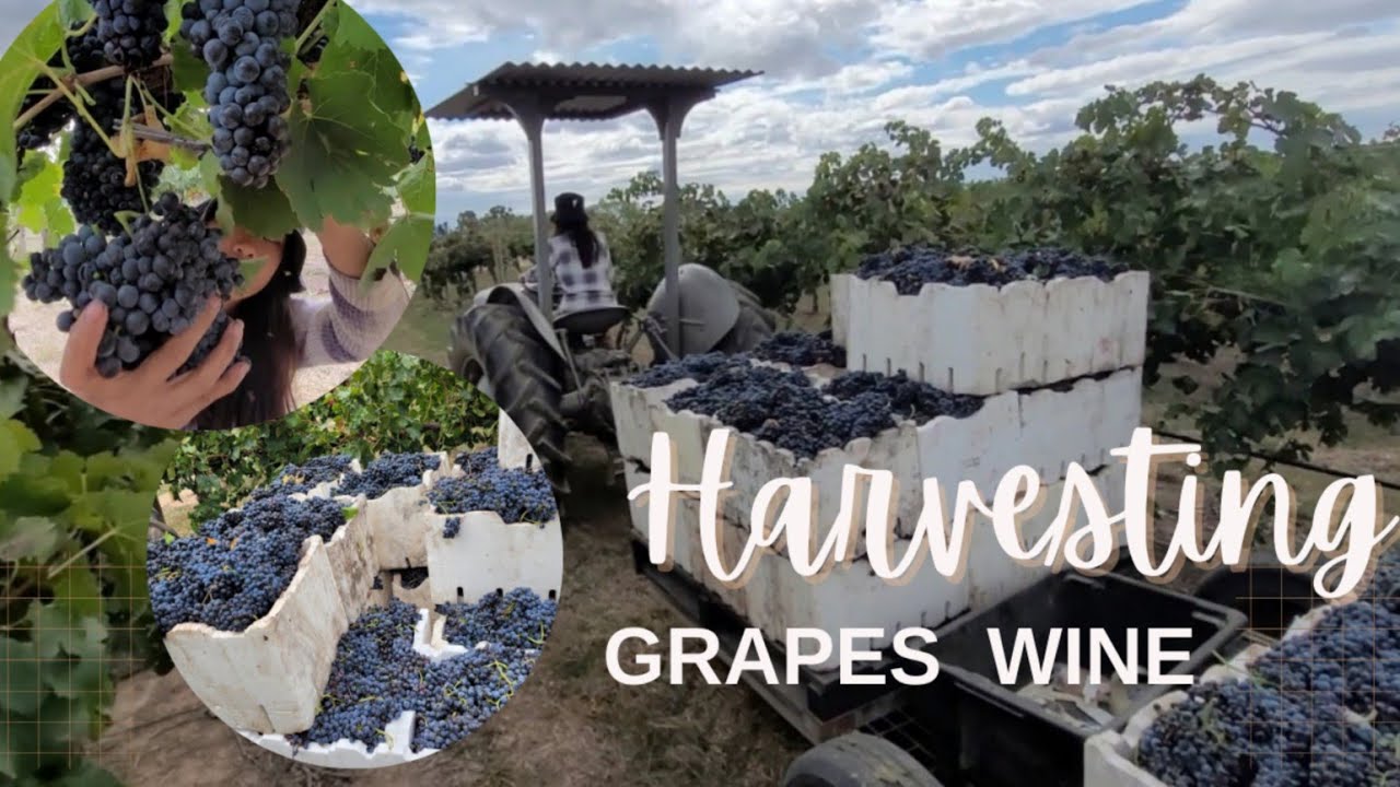 Farming harvesting Grapes Wines Marielasin Pinay Sa Australia