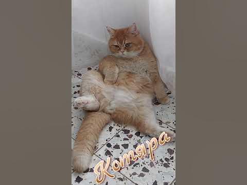 Котяра - YouTube