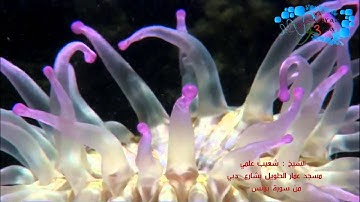 الشيخ شعيب علمي  من سورة يونس