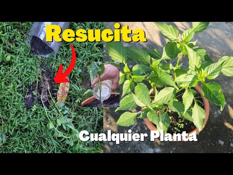 REVIVE Cualquier PLANTA