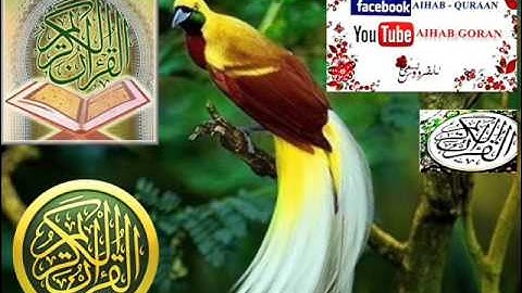 111 - سورة المسد - يوسف كالو