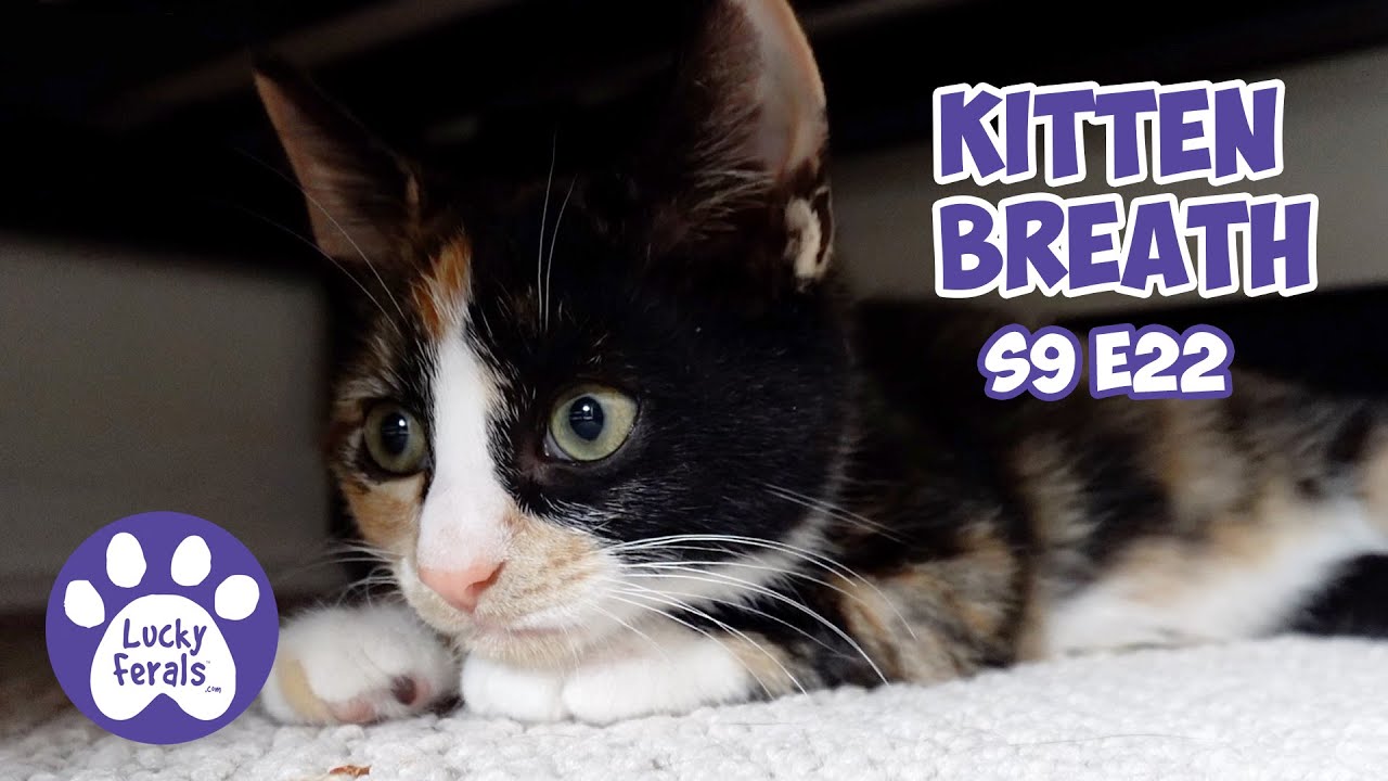 Спасение котенка: дни 13 и 14 — 3 фунта!, Дыхание котенка — видеоблог Lucky Ferals Cat, 9 сезон, ...