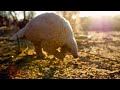 Saving a Pangolin&#39;s Life | Natural World | BBC Earth