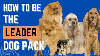 How to Be the Pack LEADER for Your Dog: 3 SIMPLE Steps by Dog Training Advice Tips 422 views 1 month ago 4 minutes, 57 seconds