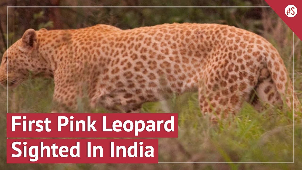 In A First, Rare Pink Leopard Sighted In Ranakpur Region Of