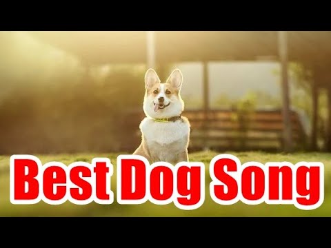 Best Dog Song - YouTube