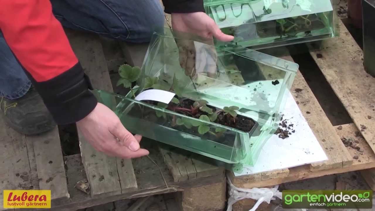 Sicheres Verpackungssystem fr Artikel aus dem Lubera Gartenshop