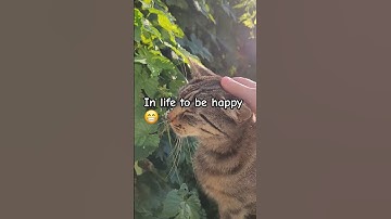 i need a fat cat #cute#cats#viral#fyp#shorts