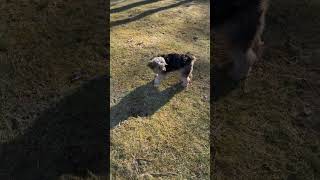 #dog #yorkielove #puppy #dogshorts #dogshorts