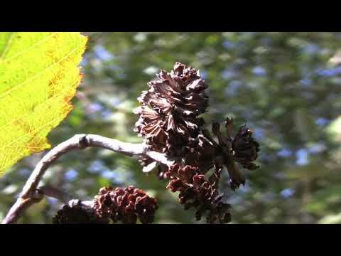 Video: Grey Alder (26 Foto): Deskripsi White Alder, Daun Dan Buahnya, 