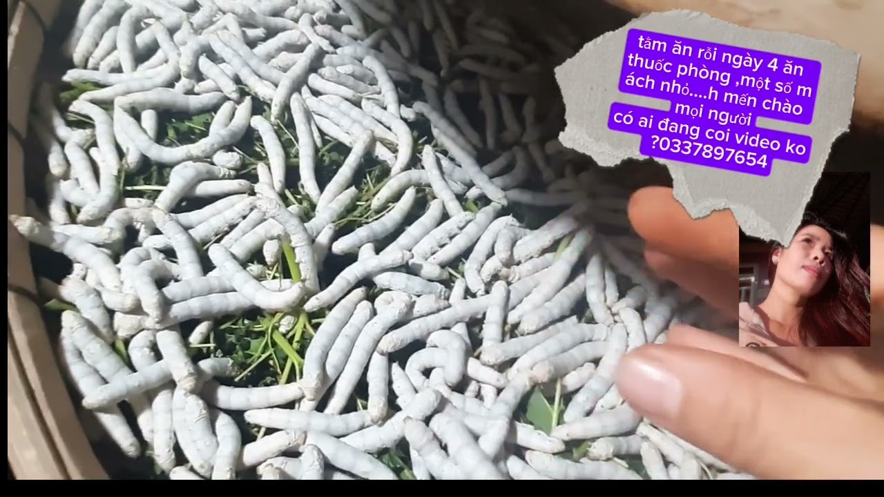 kỹ thuật trồng dâu nuôi tằm,- tằm ăn thuốc và lưu ý 033 789 7654