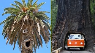 20 Trees You Wont Believe Actually Exist