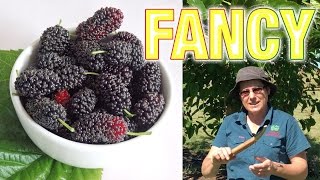 Fancy A Mulberry Tree? Hicks Fancy Is A Good Choice For Victoria, Nsw In Australia
