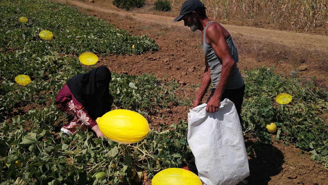 مشينا لمنطقة لفها احلا والذ بطيخ اصفر في المغرب منطقة رصانة العرائش