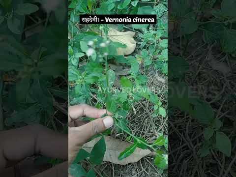 Video: Vernonia Ironweed Care Sa Hardin: Impormasyon Tungkol sa Pagpapalaki ng Ironweed Plant