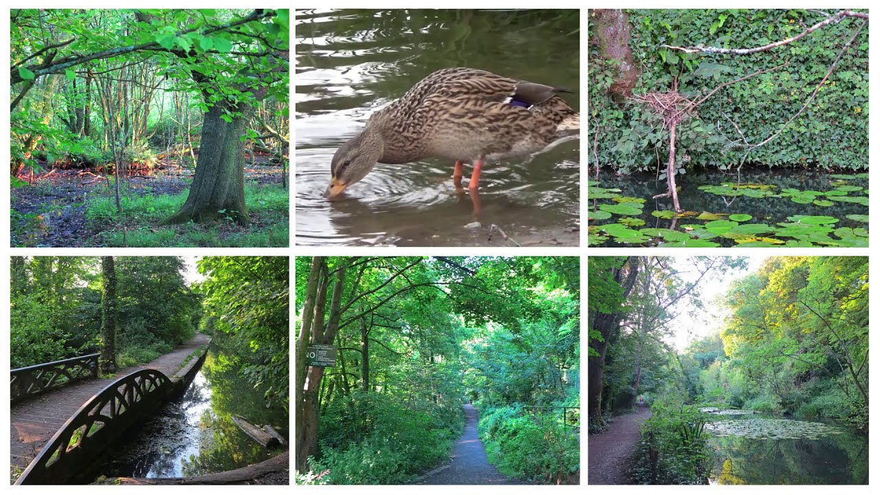 WALK19 Forest Farm Nature Reserve : CERDDED19 Fferm Fforest, gyda Barbara
