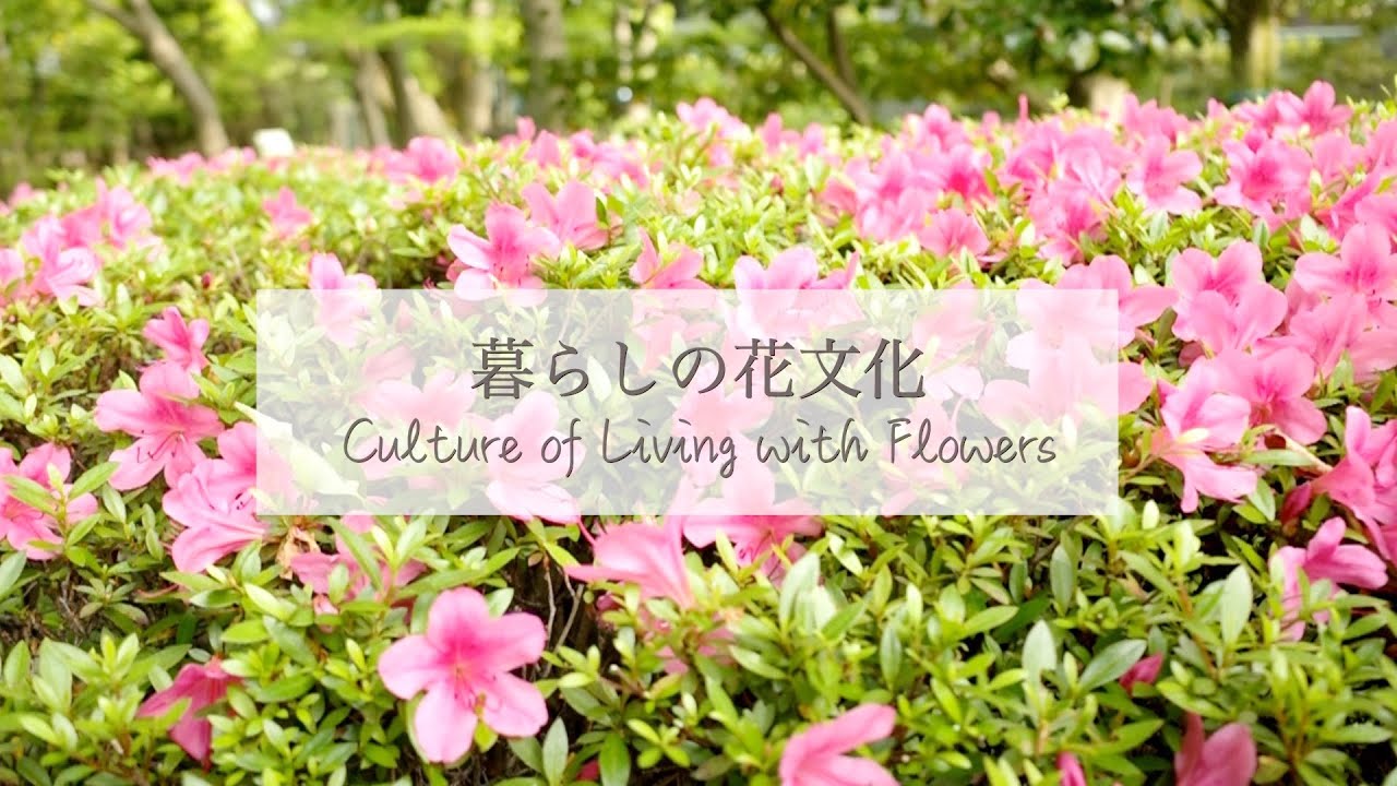 ツツジとサツキの見分け方】川崎景介の暮らしの花文化 - YouTube