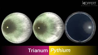 Trichoderma harzianum T22 combats Pythium in vitro – Koppert