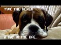 Tink the Boxer | A day in the life (Re-uploaded due to copyright claim)