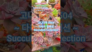 #다육이컬렉션 260504 #succulentcollection #succulents #succulentgarden #고니다육 #다육이모음 #다육이 #박지현 #내소중한사람에게