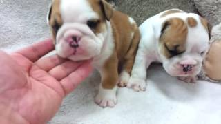 micro teacup bulldog