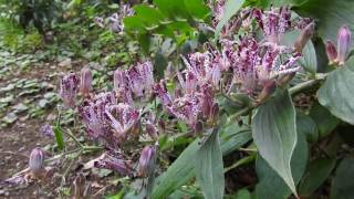 タイワンホトトギス　庭