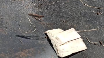 Grasshopper Jumping Slow Motion (Xiaomi 960fps Slow Motion)