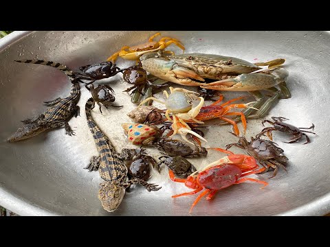 Video Kem Ốc Chanel và cua khổng lồ, mèo con dựng trại trung... - youtube