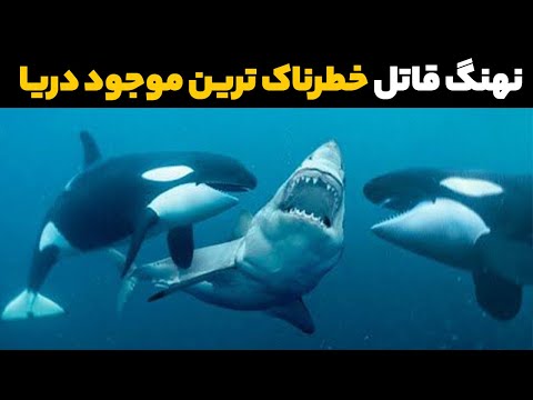 تصویری: حیات دریایی دریای سرخ