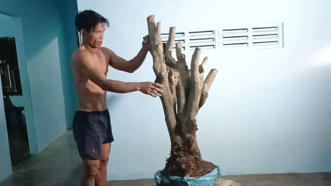 du lại(dx)7m128..Gl cây sầm đá hoa siêu đẹp 750k... - youtube