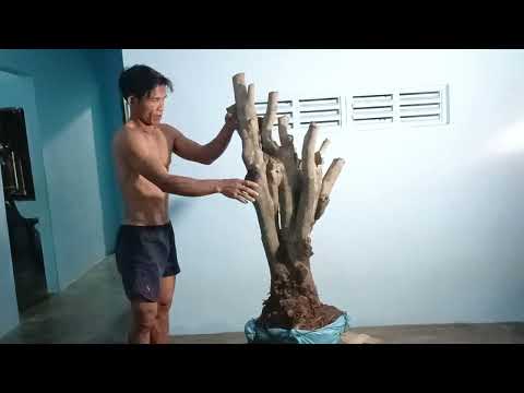 Video du lại(dx)7m128..Gl cây sầm đá hoa siêu đẹp 750k... - youtube