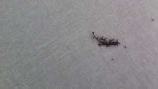 Mravce Odnášajú Jaštericu