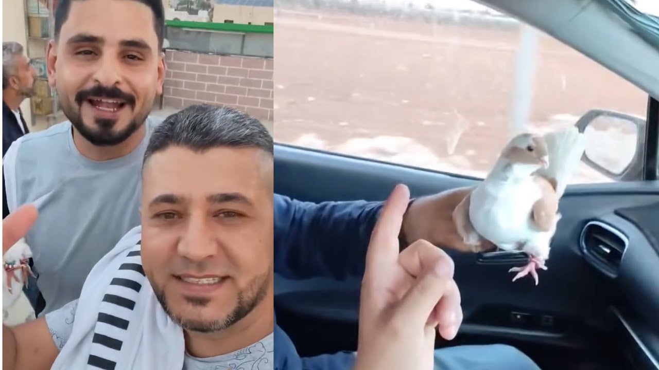 كبسه على بدر المرعبه وصايدين له بربريسه اصفر معقول يعترف فيه بدنا نفلته عالسطح عنده