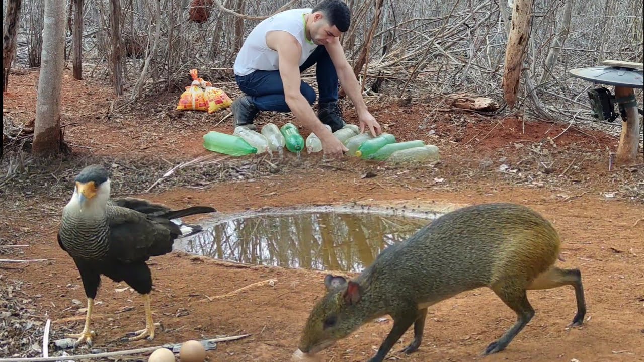O CARCARÁ TENTOU ATÉ CONSEGUIR....