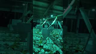 manejo de ambiente en galpones climatizados