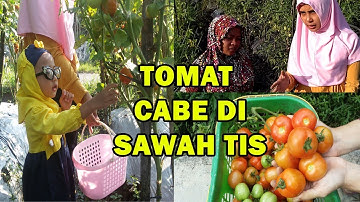 # TIS # PATEK LEWAT !! Tumpangsari Padat Tomat- CAbE-BUNcis!! Hasilnya Wou..LIHATLAH KAWAN !!!