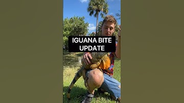 IGUANA BITE UPDATE 😳