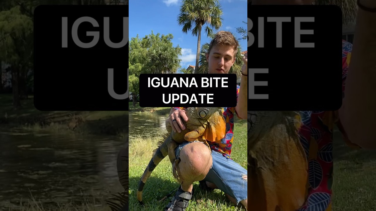 IGUANA BITE UPDATE 😳