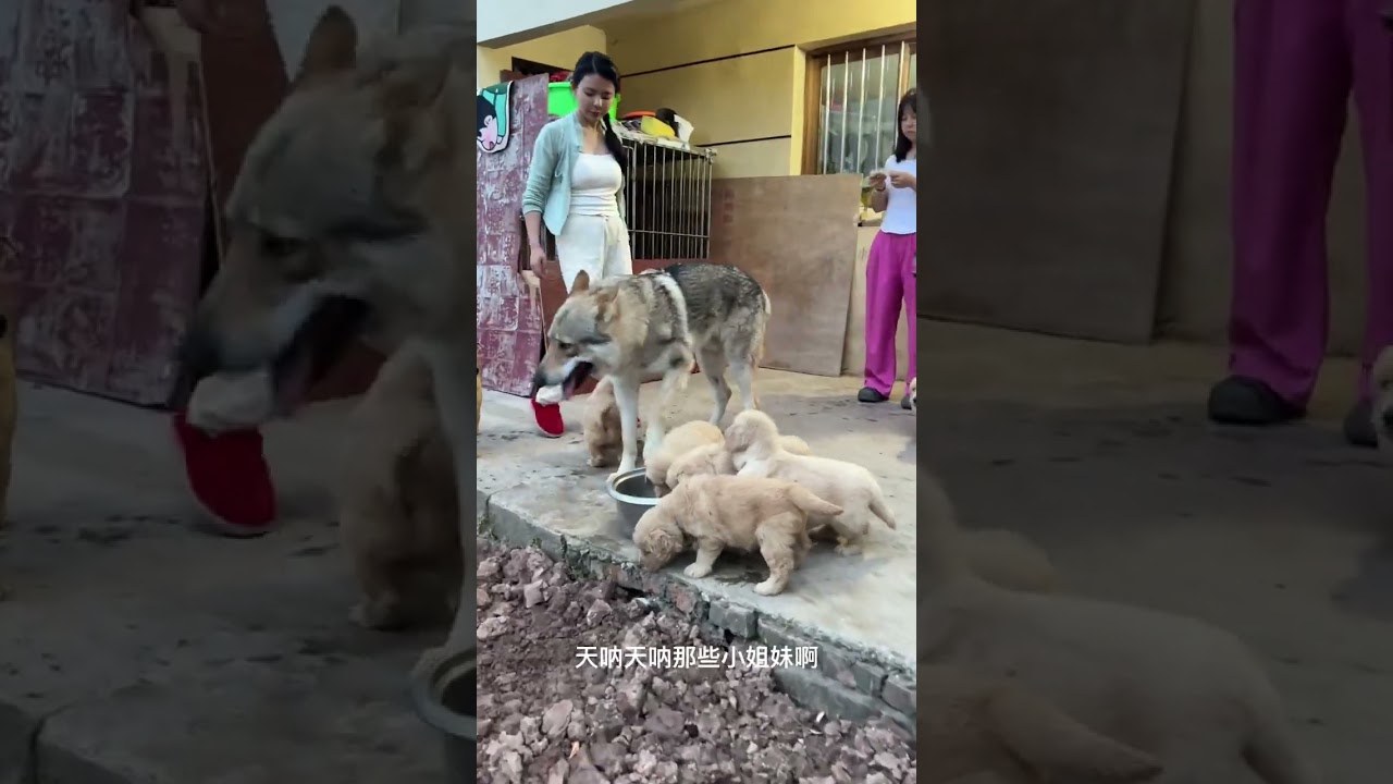 A girl raising a dog in the countryside My country life Double-blooded golden retriever Cute pet