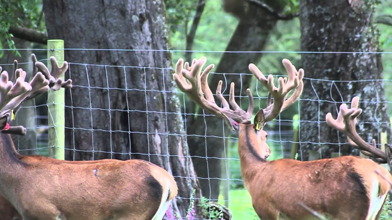 Peel Forest Estate 3yr old 'Elite Antler Sire Sale' stags 8th Jan '14