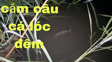 #2.cắm vừa hết câu_quay lại là dính cá lóc rồi/ mê quá/catch fish/snakehead fish