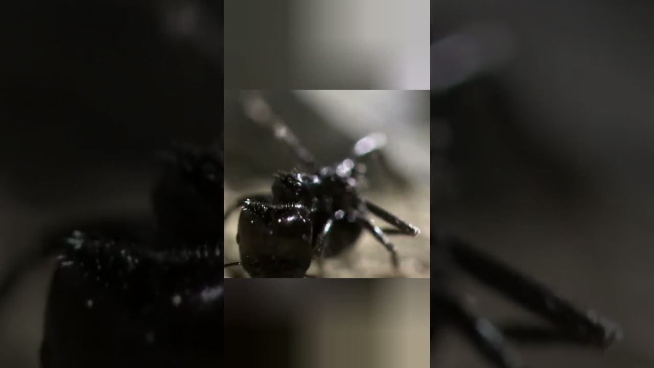 ⁣Паук муравьед #beyond #moment #animals #животные #документальныйфильм #facts #природа