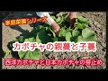 【西洋カボチャと日本カボチャ】カボチャにより親蔓の摘芯の違い【家庭菜園シリーズ】